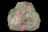 Two Fossil Crinoids (Aorocrinus & Dichocrinus) - Gilmore City, Iowa #148680-1